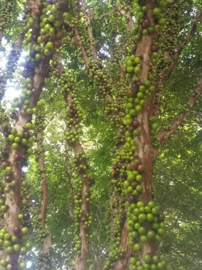 Sitio Cachoeirinha - Araguaia Marechal Floriano Eksteriør billede